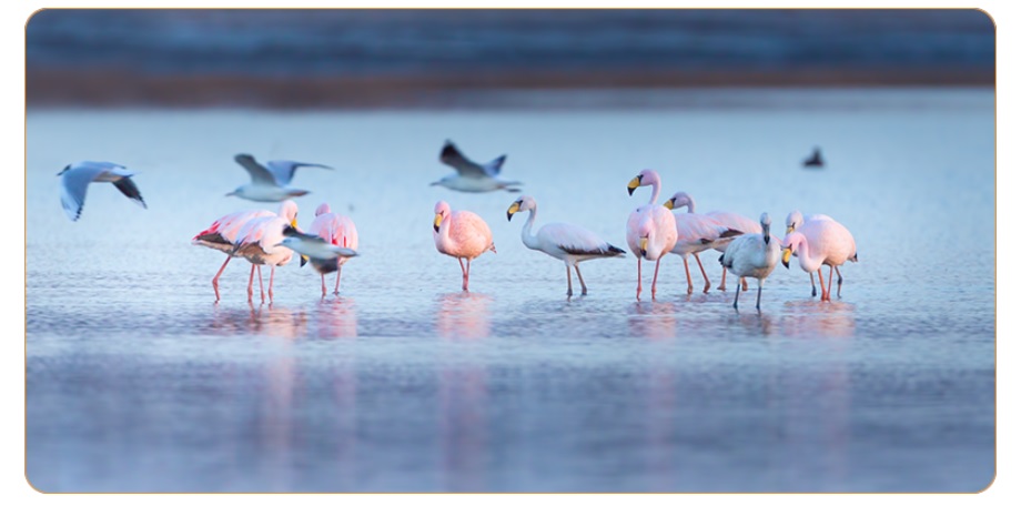 FLAMENCOS 2
